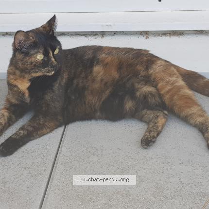 Arya Chat Perdu A Vannes Chat Perdu France Arya Chat Perdu A Vannes Chat Perdu France