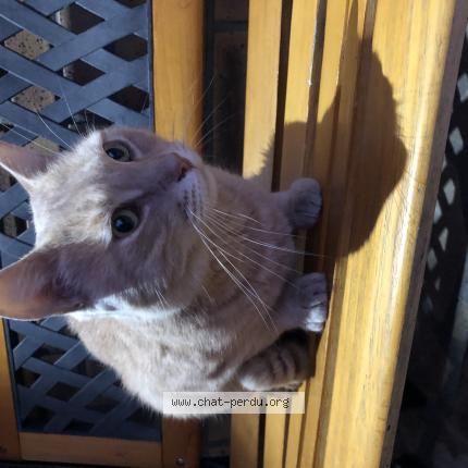 Chat Trouve A Sainte Genevieve Des Bois Chat Perdu France Chat Trouve A Sainte Genevieve Des Bois Chat Perdu France