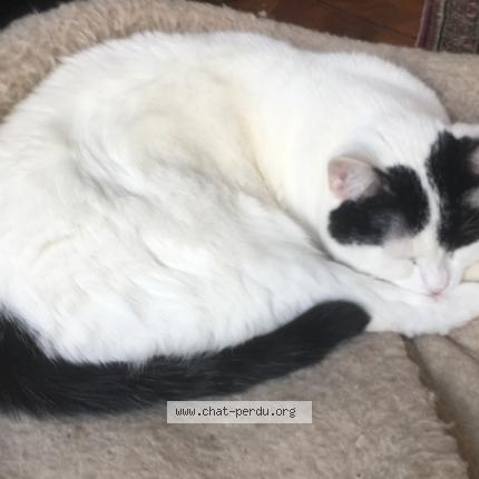 Photo de chat perdu à Bures Sur Yvette