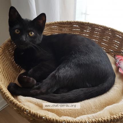 Photo 1/1 Réglisse Chat perdu à Forges