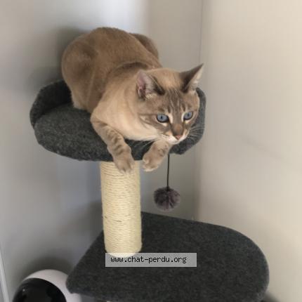 Photo 1/1 Naïla Chat perdu à La roque d antheron