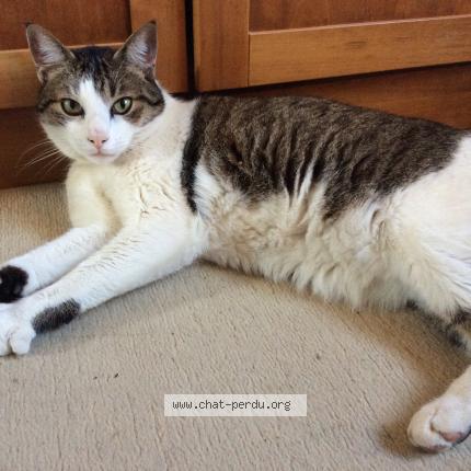 Photo 1/1 Titus Chat perdu à Beauvoir en royans