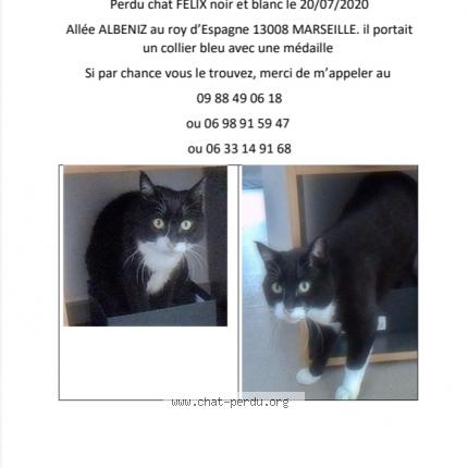 5446 Felix Chat Perdu A Marseille Chat Perdu France 5446 Felix Chat Perdu A Marseille Chat Perdu France