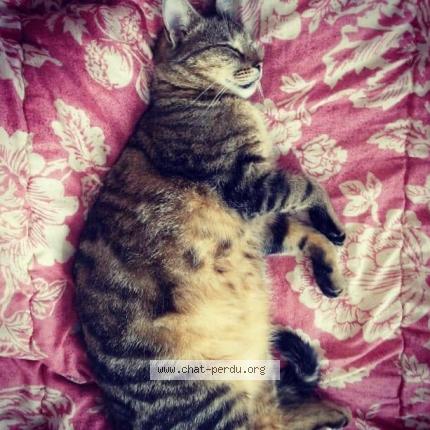 Musli Chat Perdu A Luneville Chat Perdu France