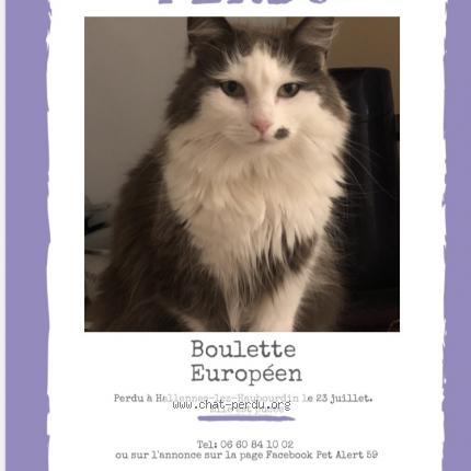 Boulette Chat Perdu A Hallennes Lez Haubourdin Chat Perdu France Boulette Chat Perdu A Hallennes Lez Haubourdin Chat Perdu France