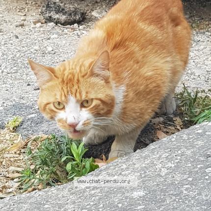 5449 Chat Trouve A Marseille Chat Perdu France