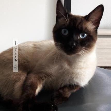 Philae Chat Perdu A Blagnac Chat Perdu France Philae Chat Perdu A Blagnac Chat Perdu France