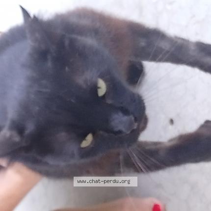 Chat Trouve A Marseille Chat Perdu France