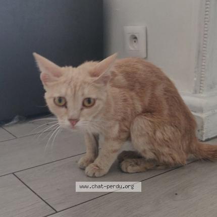 Chat Trouve A Marseille Chat Perdu France