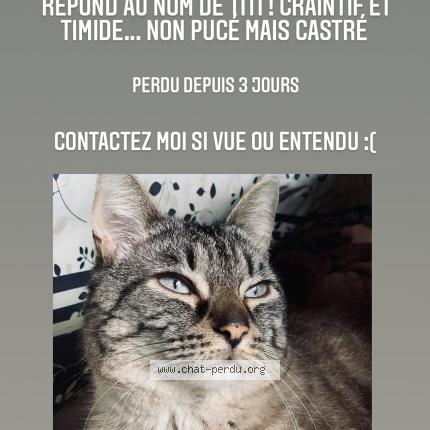 Titi Chat Perdu A Oloron Sainte Matie Chat Perdu France Titi Chat Perdu A Oloron Sainte Matie Chat Perdu France