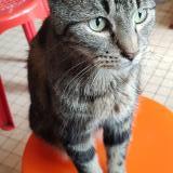 Chat Perdu Ou Trouve Vitry Sur Seine Val De Marne 94 France Chat Perdu Ou Trouve Vitry Sur Seine Val De Marne 94 France