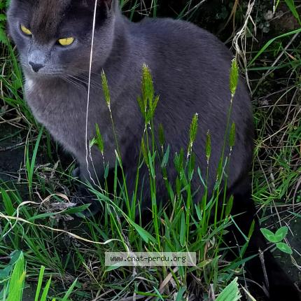 Photo 1/1 Ouisty Chat perdu à Pont saint martin