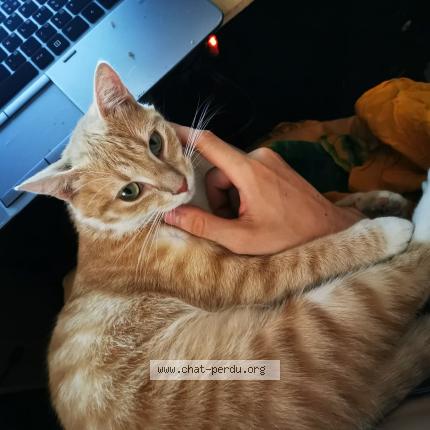 Dune Chat Perdu A Toulouse Chat Perdu France Dune Chat Perdu A Toulouse Chat Perdu France