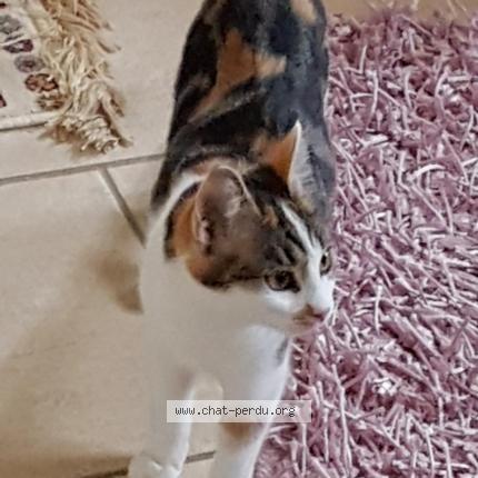 Photo 1/1 Candy Chat perdu à Longeville les metz