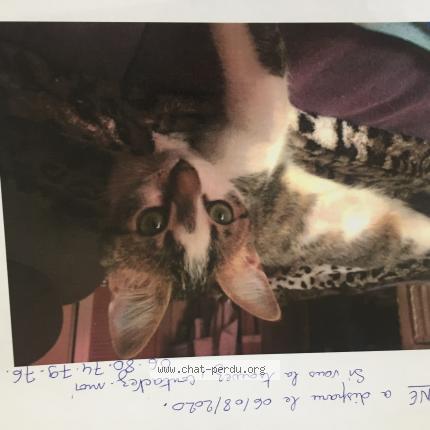 Coquine Chat Perdu Et Retrouve A Montigny Le Bretonneux Chat Perdu France