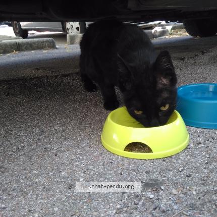 Chat Trouve A Toulon Chat Perdu France Chat Trouve A Toulon Chat Perdu France