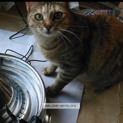 Photo 1/1 Oggy Chat perdu à Briatexte