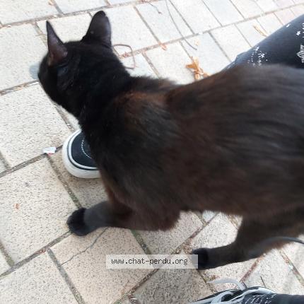 Chat Trouve A Bordeaux Chat Perdu France Chat Trouve A Bordeaux Chat Perdu France