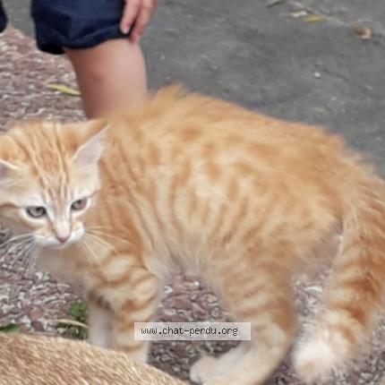 Rio Chat Perdu A Montreuil Le Gast Chat Perdu France