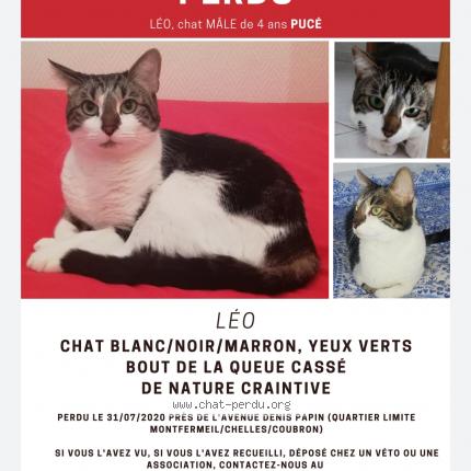 5403 Leo Chat Perdu A Montfermeil Chat Perdu France 5403 Leo Chat Perdu A Montfermeil Chat Perdu France