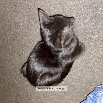 Chat Perdu Toulouse Chat Perdu Toulouse