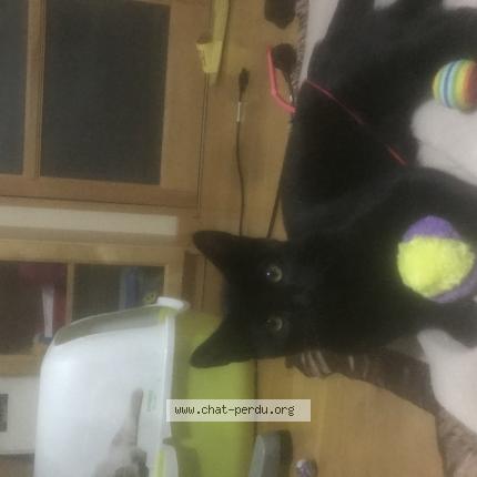 Chat Trouve A Angers Chat Perdu France