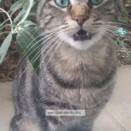 Chat Trouve A Bordeaux Chat Perdu France Chat Trouve A Bordeaux Chat Perdu France