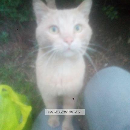 Mon Minou Chat Perdu A Aubagne Chat Perdu France