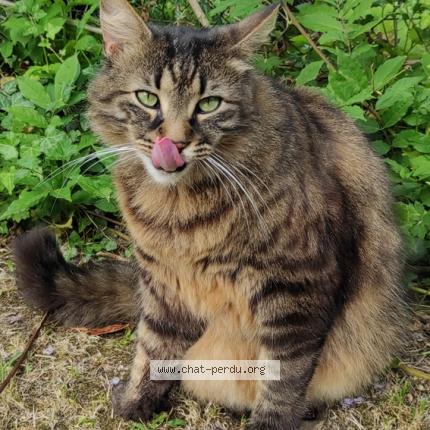 Photo 1/1 Elio Chat perdu à Bazouges la perouse