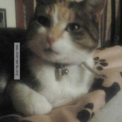 Photo 1/1 PASTILLE Chat perdu à Aubergenville