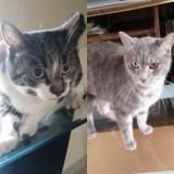 Chat Trouve Oise 60 France Chat Trouve Oise 60 France