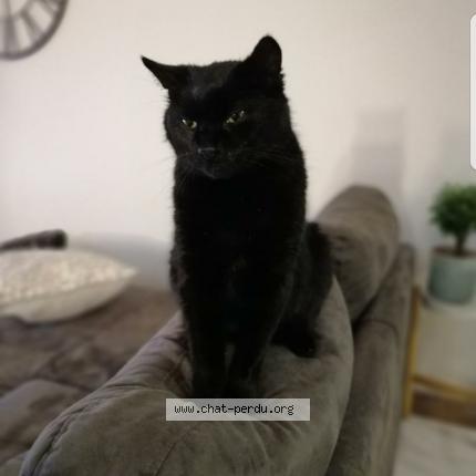 Barney Chat Perdu Et Retrouve A Chalons En Champagne Chat Perdu France Barney Chat Perdu Et Retrouve A Chalons En Champagne Chat Perdu France