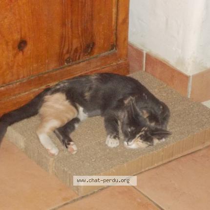 Photo 1/1 épona Chat perdu à Saint augustin