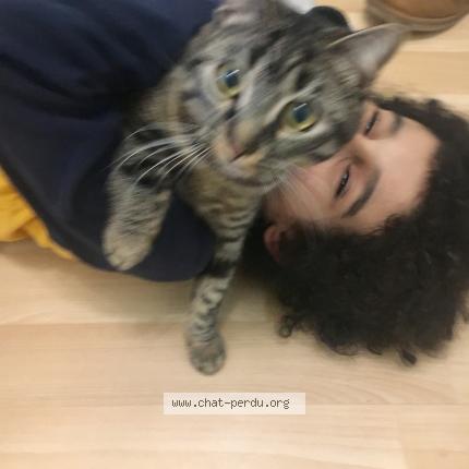 Grizette Chat Perdu A Courbevoieee Chat Perdu France Grizette Chat Perdu A Courbevoieee Chat Perdu France