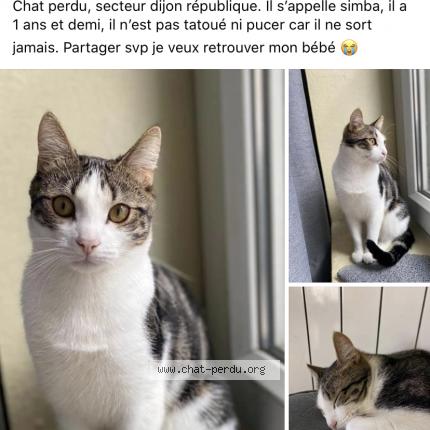 Simba Chat Perdu A Dijon Chat Perdu France