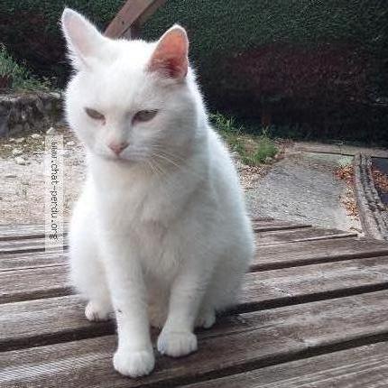 Photo 1/1 Lapin Chat perdu à Valleiry