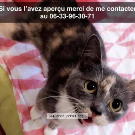 Aya Chat Perdu A Remilly Les Marais Chat Perdu France Aya Chat Perdu A Remilly Les Marais Chat Perdu France