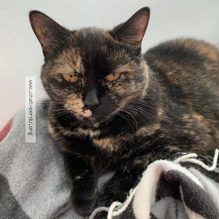 Photo 1/1 Minette Chat perdu à Sainte adele