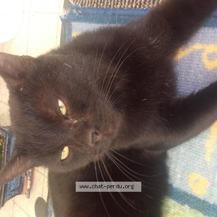 Chat Trouve A Chaumont Chat Perdu France Chat Trouve A Chaumont Chat Perdu France