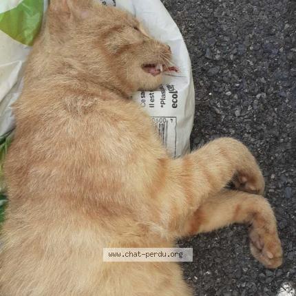 Chat Trouve A Bethune Chat Perdu France Chat Trouve A Bethune Chat Perdu France