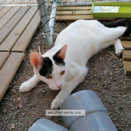 Photo 1/1 Yoshi Chat perdu à Barbentane