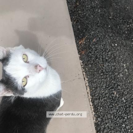 Chat Trouve A Lyon Chat Perdu France Chat Trouve A Lyon Chat Perdu France