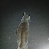 Chat Perdu Ou Trouve Caen Calvados 14 France