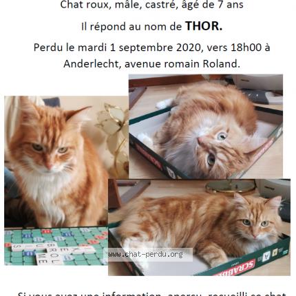 Thor Chat Perdu A Anderlecht Chat Perdu Belgique Thor Chat Perdu A Anderlecht Chat Perdu Belgique