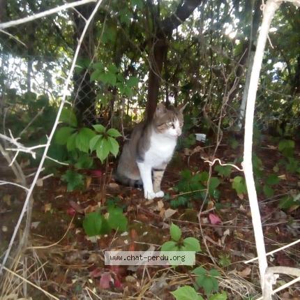 Photo de chat trouvé à Franois