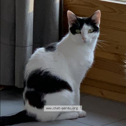 Photo 1/1 Nikita Chat perdu à St martin bellevue