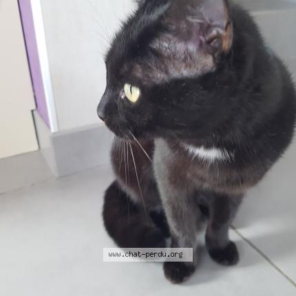 Violette Chat Perdu A Le Cendre Chat Perdu France Violette Chat Perdu A Le Cendre Chat Perdu France