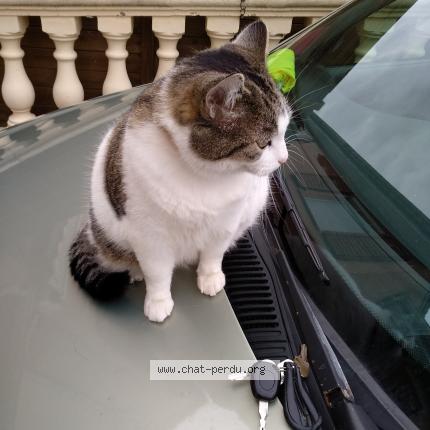 Princesse Chat Perdu A Herimoncourt Chat Perdu France