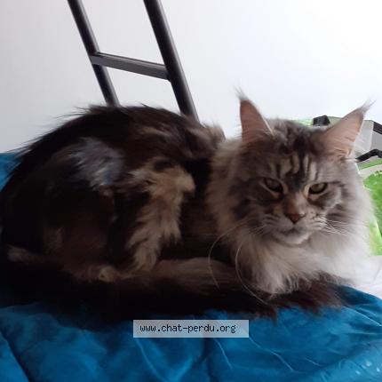 Neige Chat Perdu A Toulouse Chat Perdu France