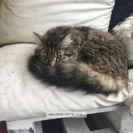 Photo 1/1 NAYA Chat perdu à Sainte eulalie